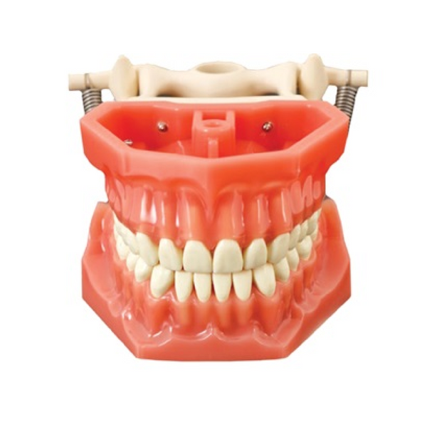 Zobārstniecības studiju modelis