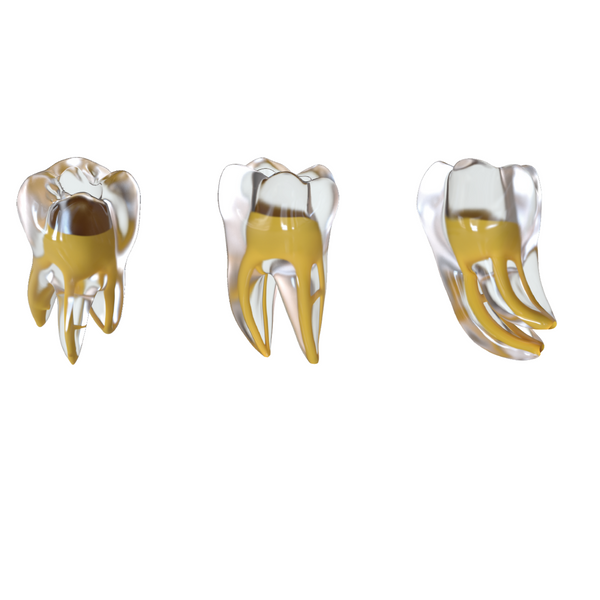 3d Training tooth