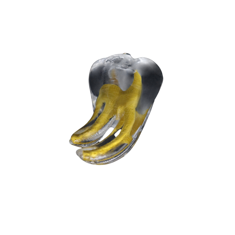 3d Training tooth lower molar curved canal
