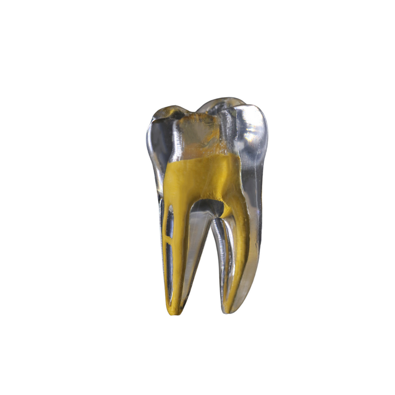 3d Training tooth lower molar